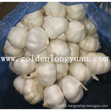 Pure White Garlic From Jinxiang Area